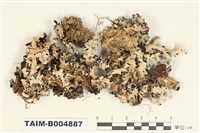 藏品(切割雙歧根梅衣)的圖片